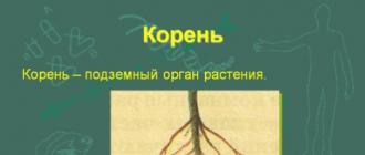 Что такое синквейн: традиционная и дидактическая формы Синквейн корень биология