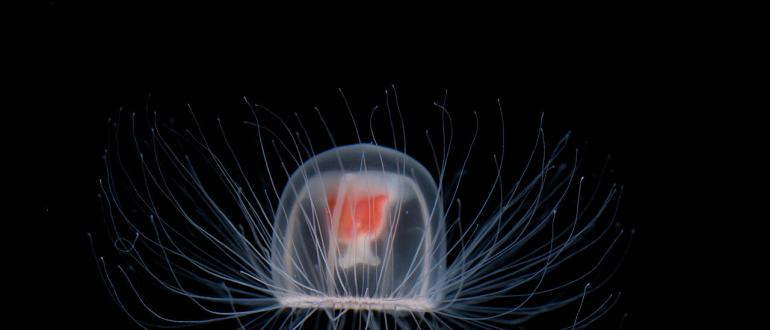 The only immortal creature on the planet: how Turritopsis dohrnii lives